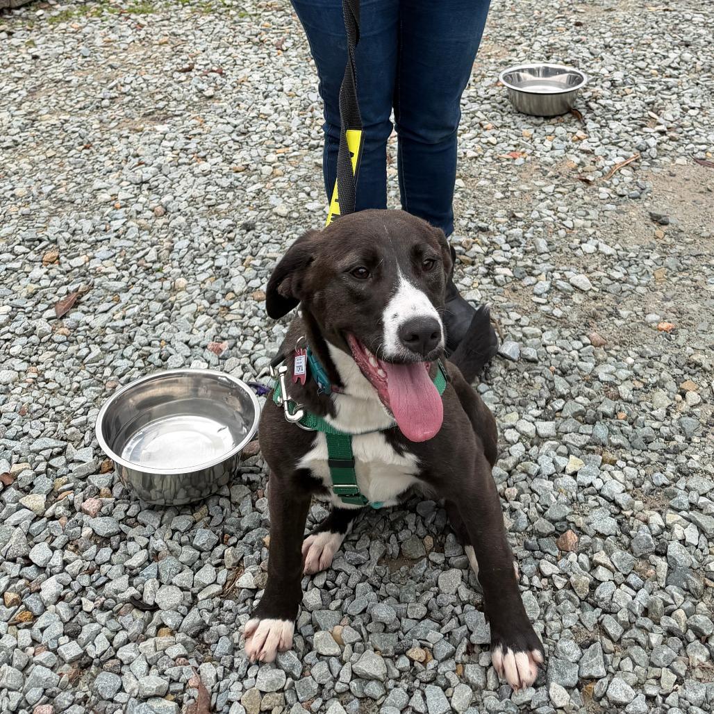 Enlarge Torta, a Adoptable Labrador Retriever in Wake Forest, NC image 2/6