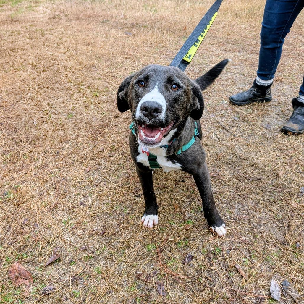 Enlarge Torta, a Adoptable Labrador Retriever in Wake Forest, NC image 3/6