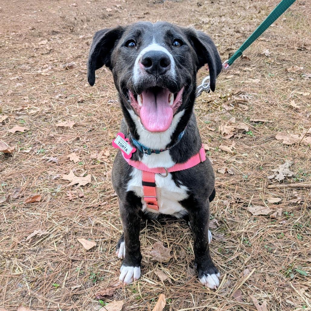 Enlarge Torta, a Adoptable Labrador Retriever in Wake Forest, NC image 4/6