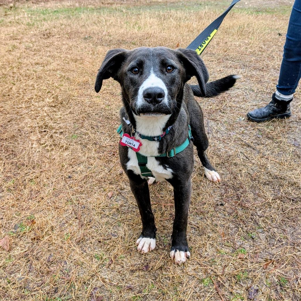 Enlarge Torta, a Adoptable Labrador Retriever in Wake Forest, NC image 5/6