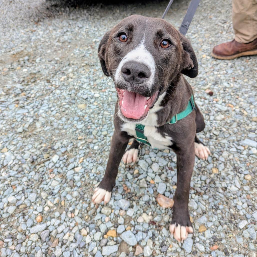 Enlarge Torta, a Adoptable Labrador Retriever in Wake Forest, NC image 6/6