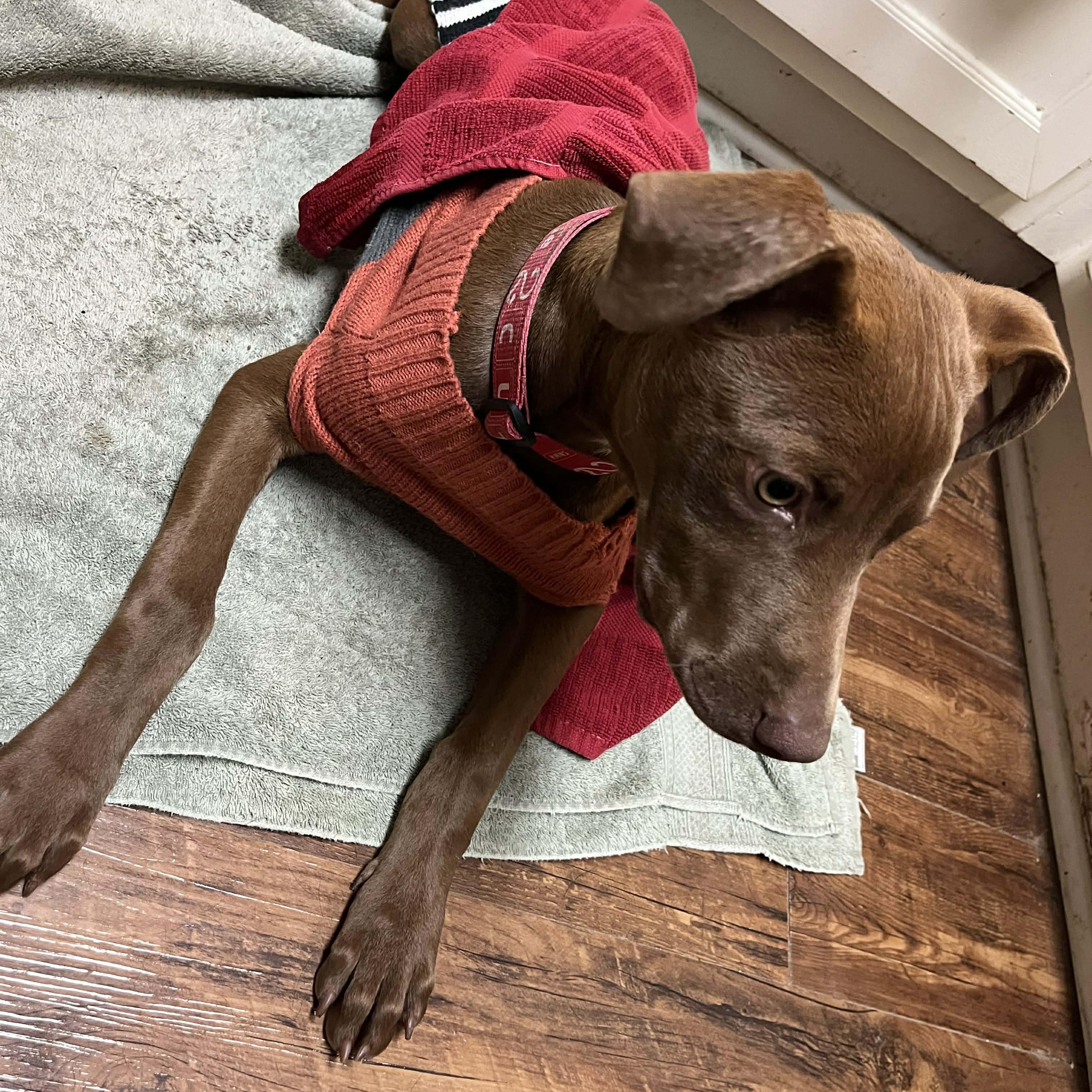 Lovey' Lemon, an adopted mixed breed in Glastonbury, CT image 3/6