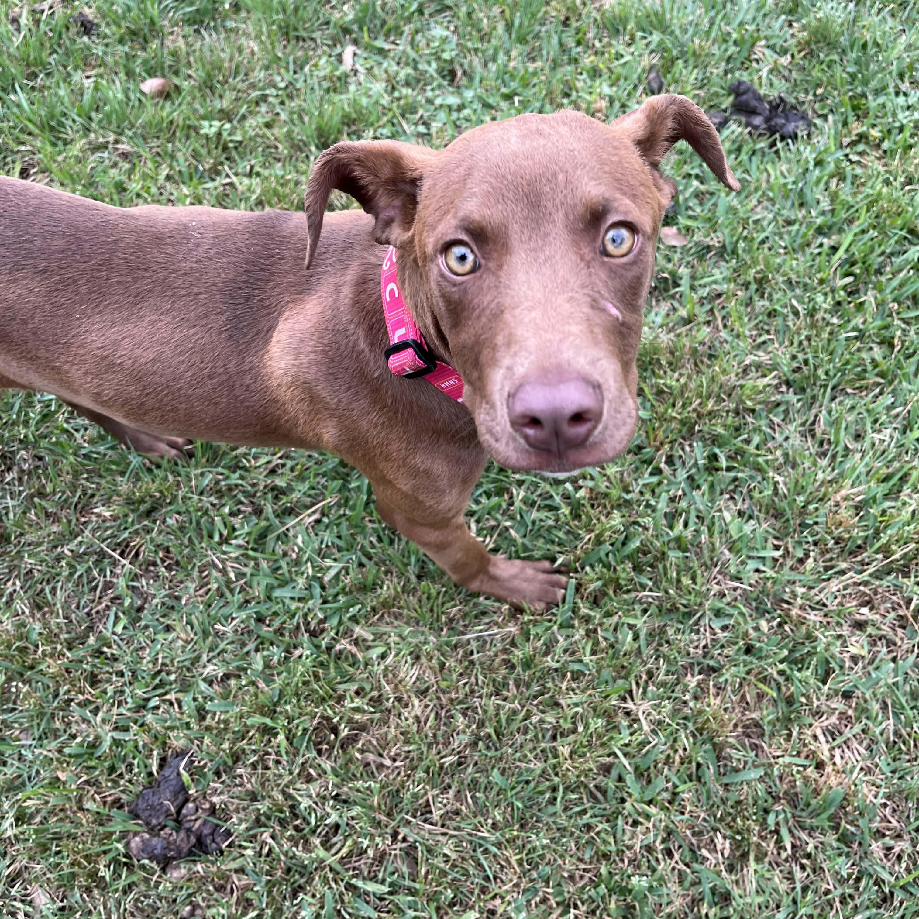 Lovey' Lemon, an adopted mixed breed in Glastonbury, CT image 4/6