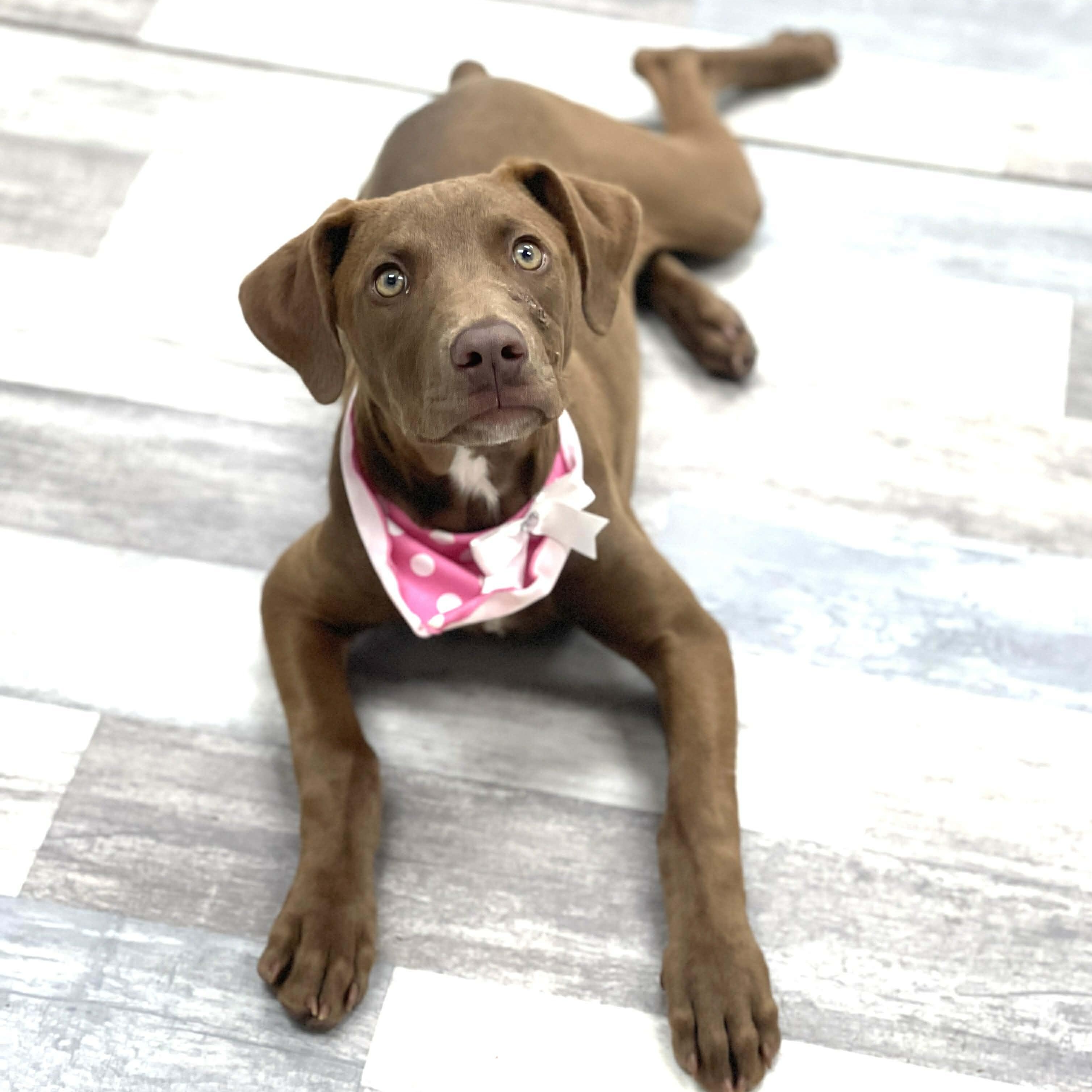Lovey' Lemon, adopted, Young Female Doberman Pinscher & Chocolate Labrador Retriever.