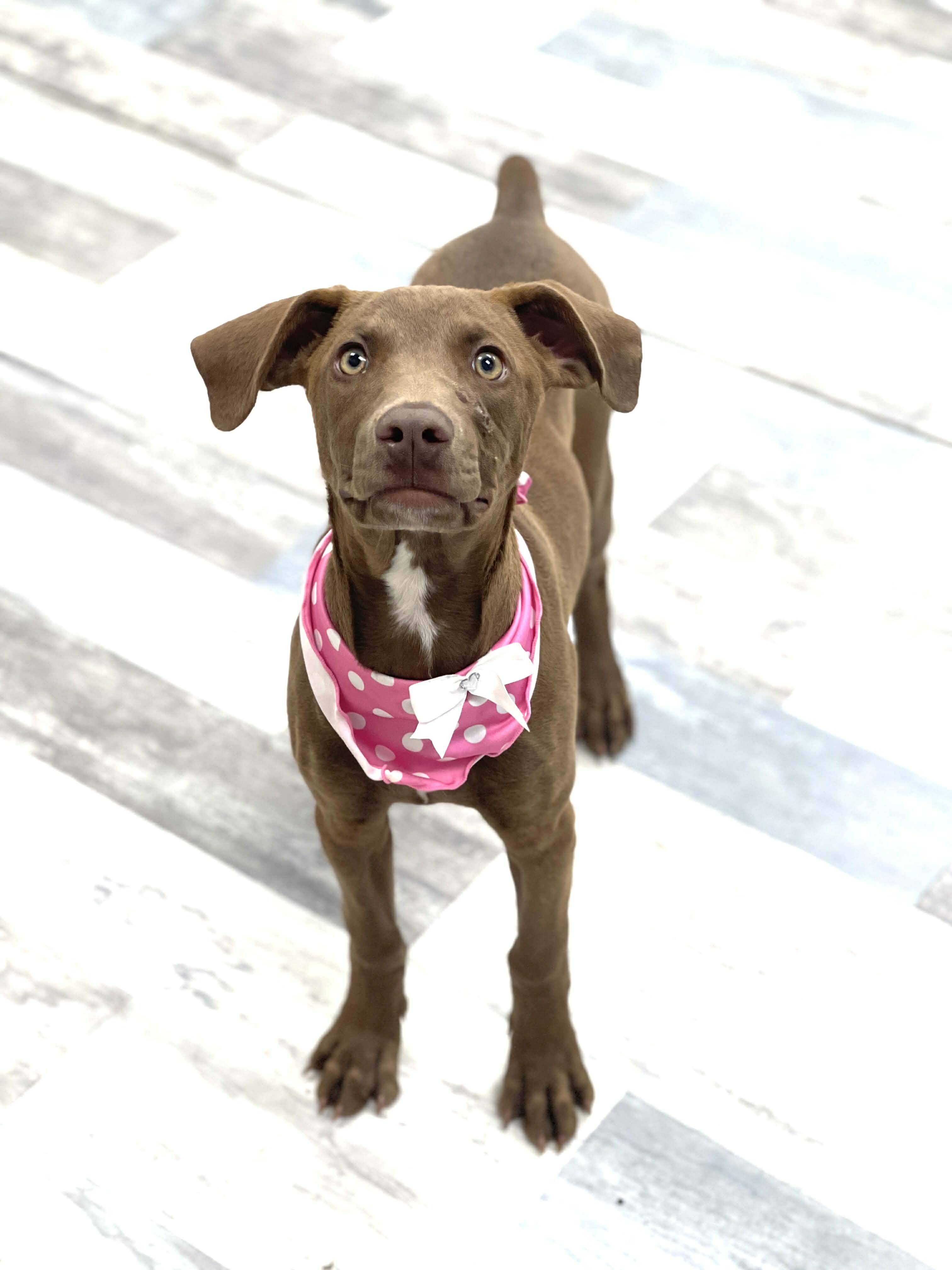 Lovey' Lemon, an adopted mixed breed in Glastonbury, CT image 2/6