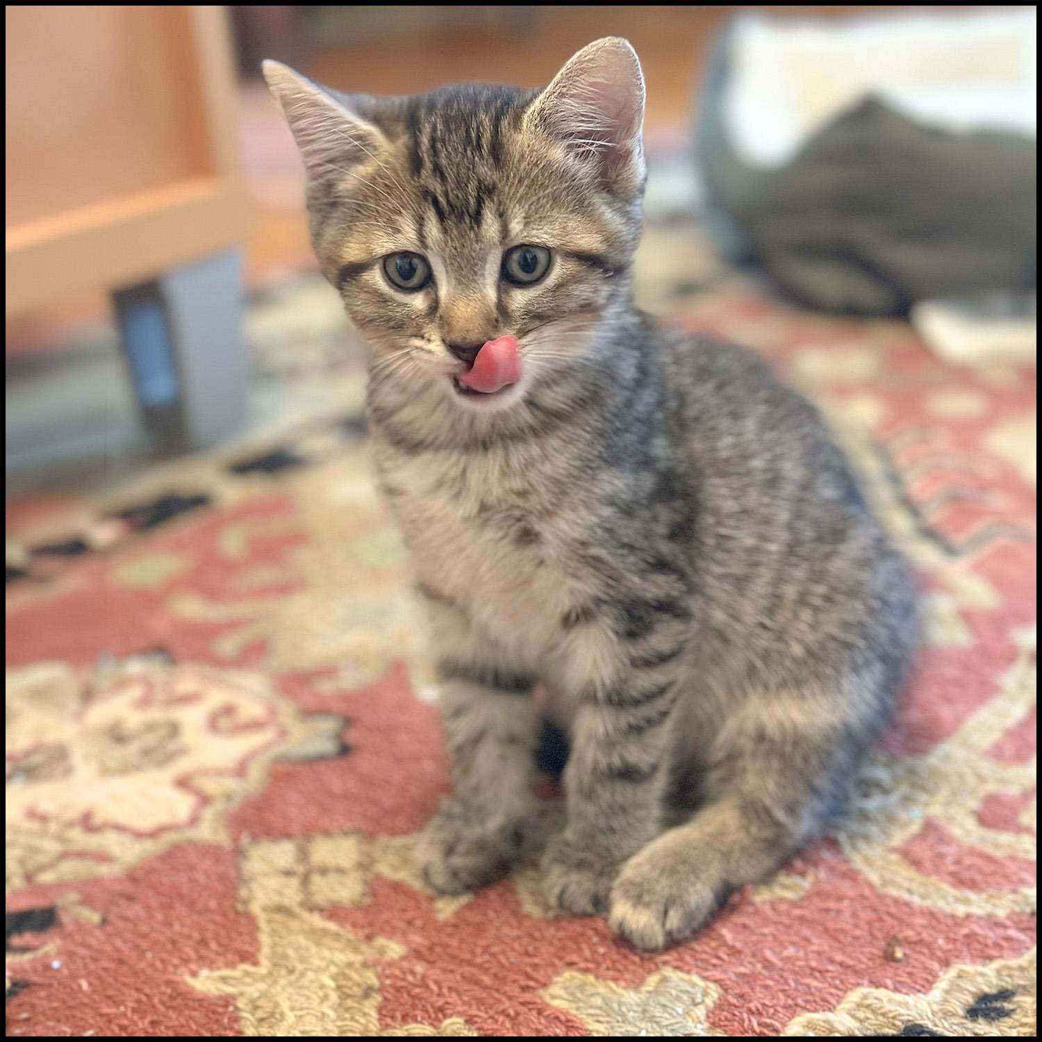 Milo, adopted, Young Male Domestic Short Hair & Tabby.