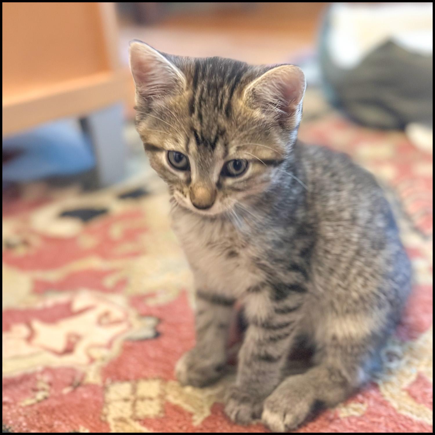 Enlarge Milo, an adopted mixed breed in Roswell, GA image 3/3