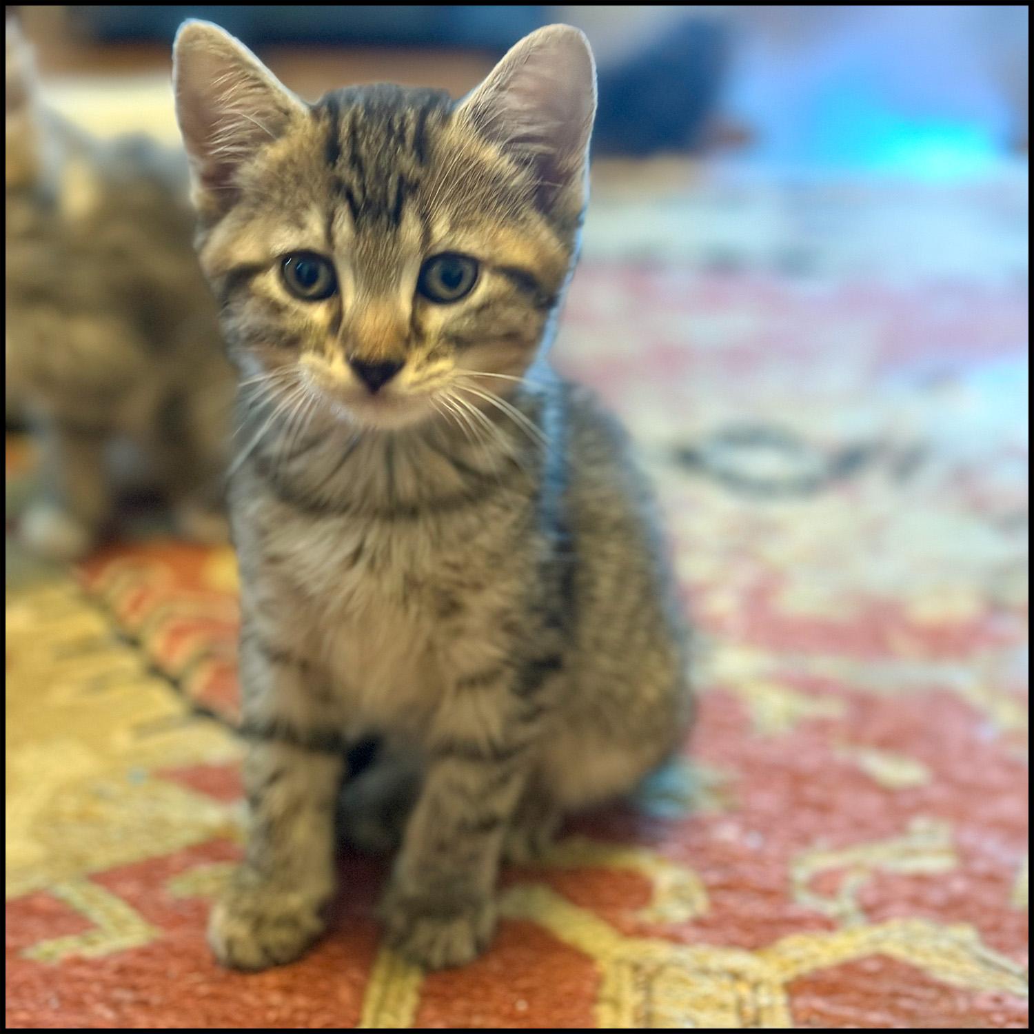 Enlarge Milo, an adopted mixed breed in Roswell, GA image 2/3