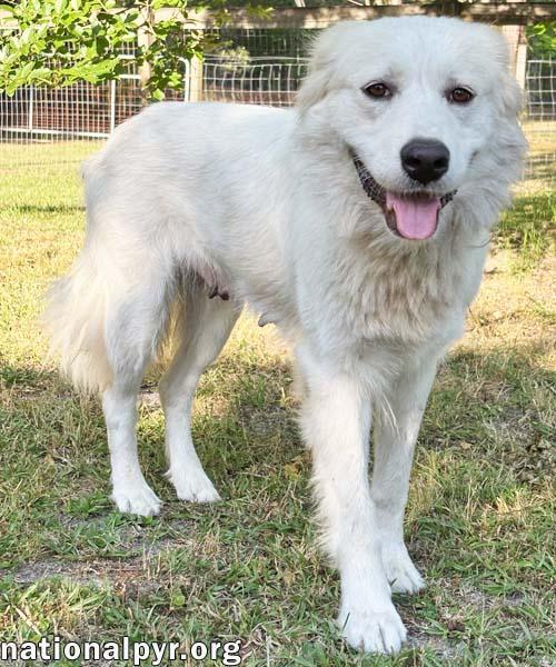 Enlarge Marie in GA - A Special "Pocket Pyr", a Adoptable Great Pyrenees in Atlanta, GA image 2/4