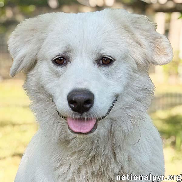 Marie in GA - A Special "Pocket Pyr", Adoptable, Young Female Great Pyrenees.