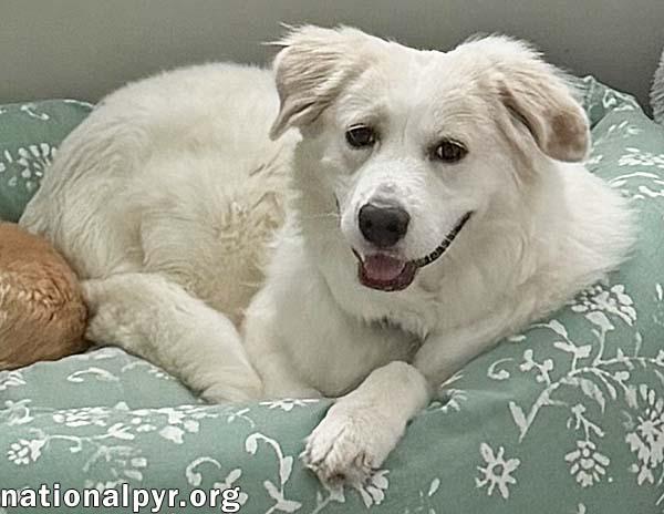 Enlarge Marie in GA - A Special "Pocket Pyr", a Adoptable Great Pyrenees in Atlanta, GA image 3/4