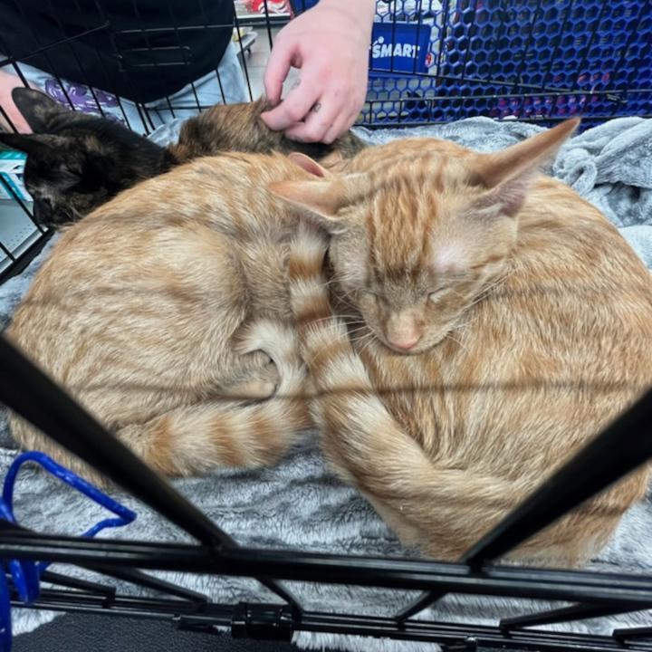 Enlarge Bob & Babytron, a Adoptable Domestic Short Hair in Redlands, CA image 1/2