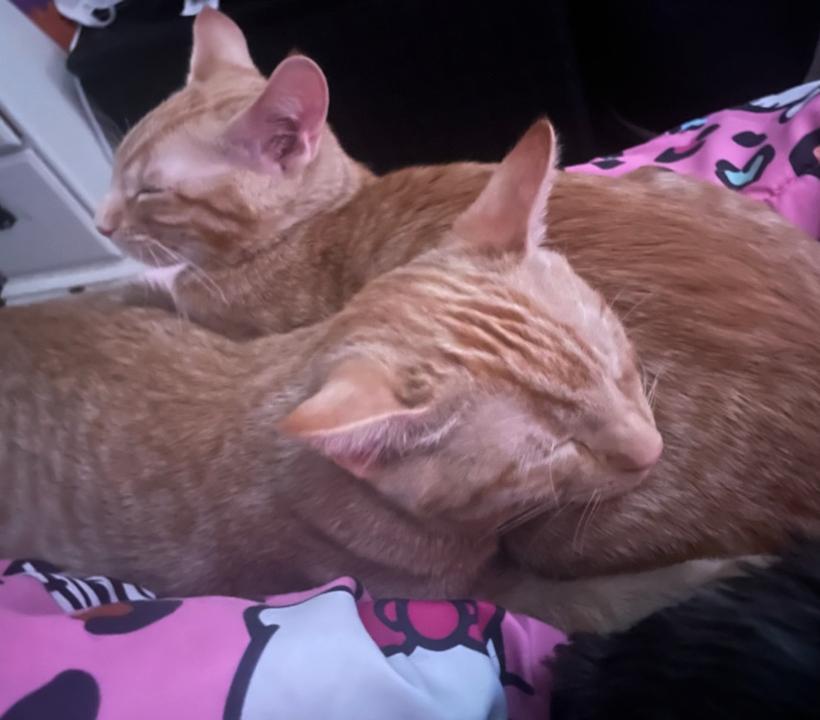 Enlarge Bob & Babytron, a Adoptable Domestic Short Hair in Redlands, CA image 2/2