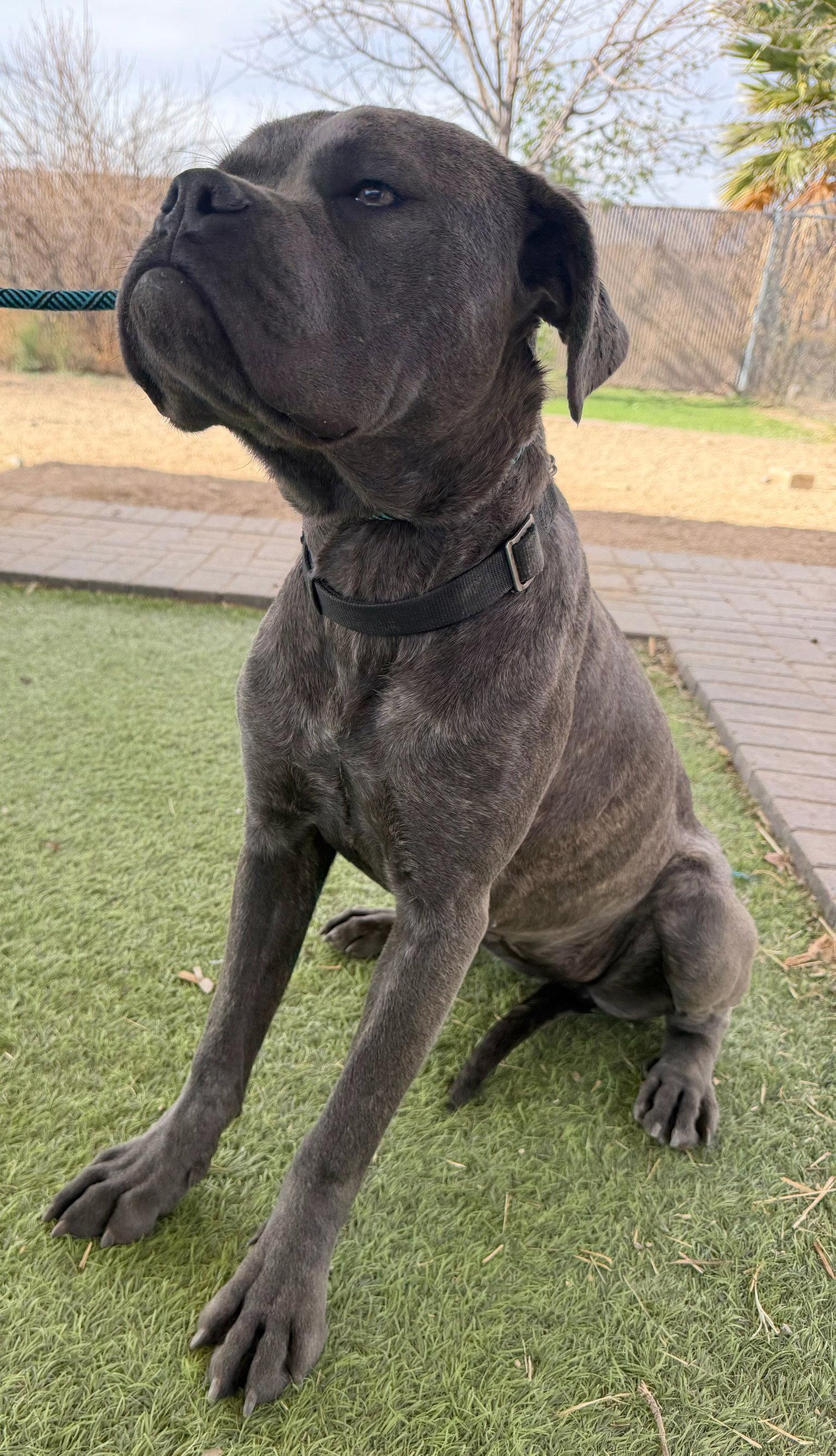 Arwen, a Adoptable Cane Corso in Glendale, AZ image 1/3