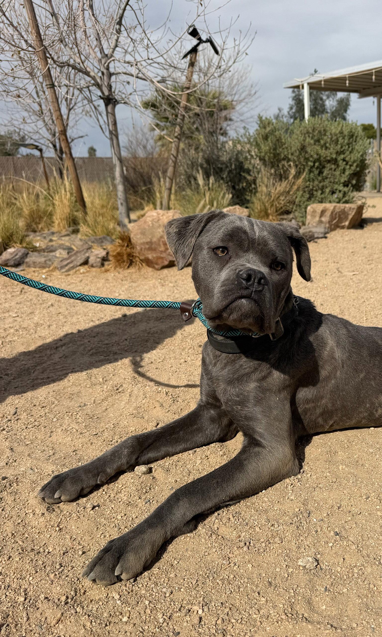 Arwen, a Adoptable Cane Corso in Glendale, AZ image 2/3