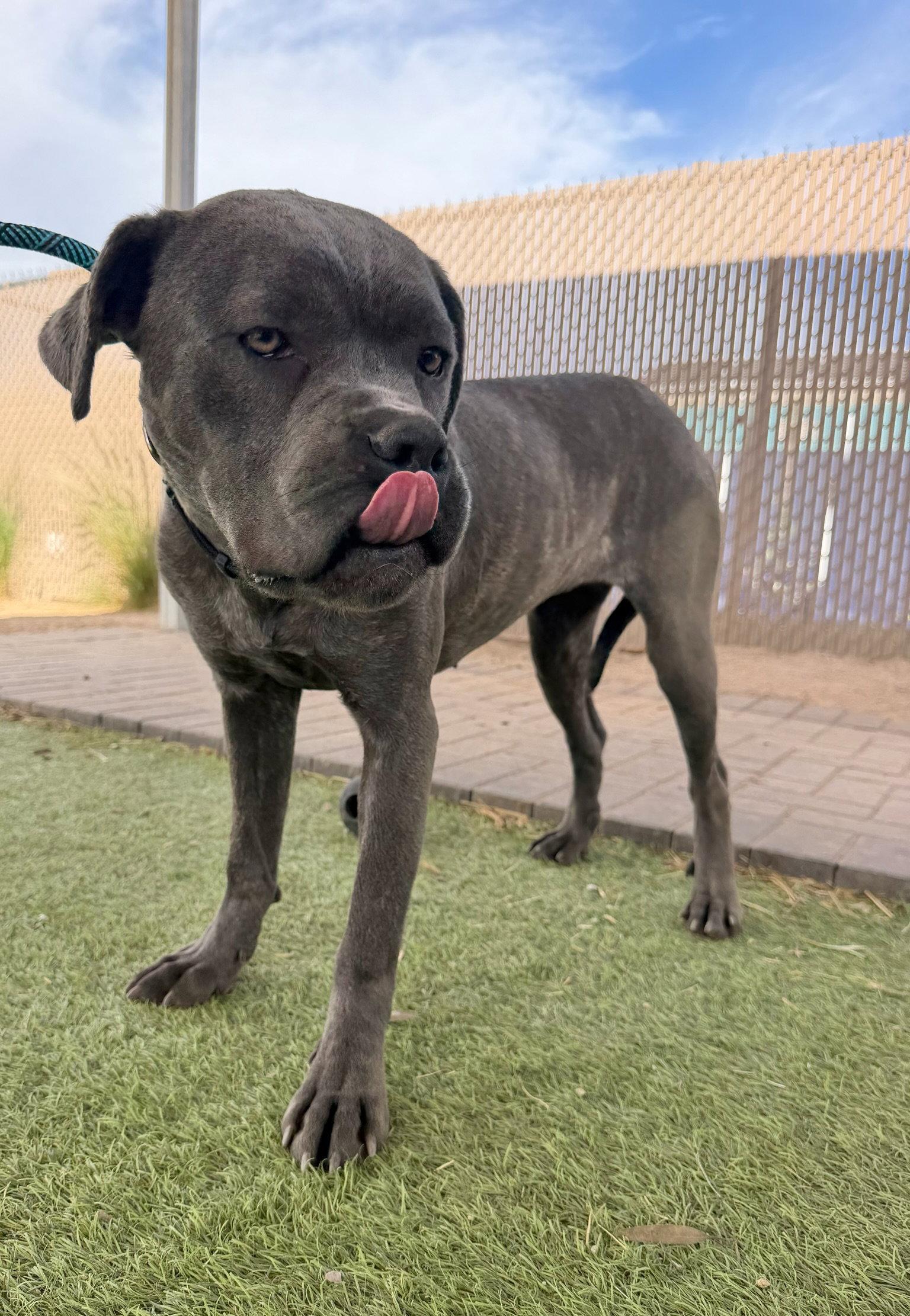 Arwen, a Adoptable Cane Corso in Glendale, AZ image 3/3