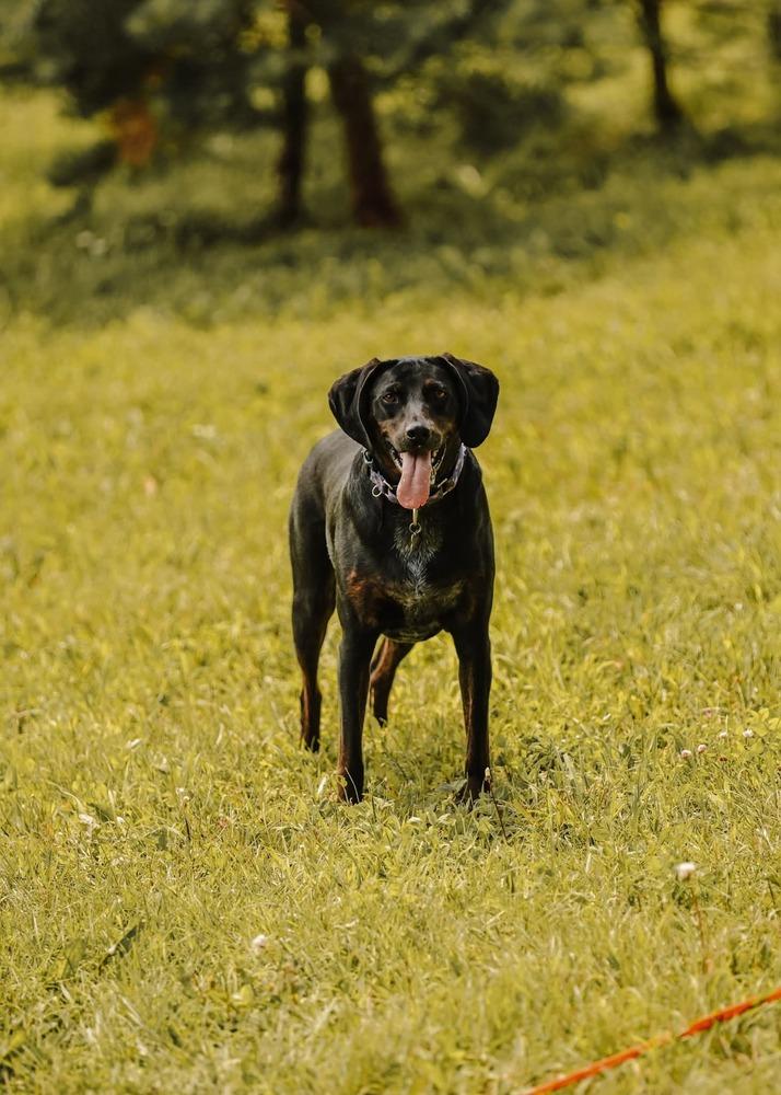 Seven, Adoptable, Adult Female Plott Hound.