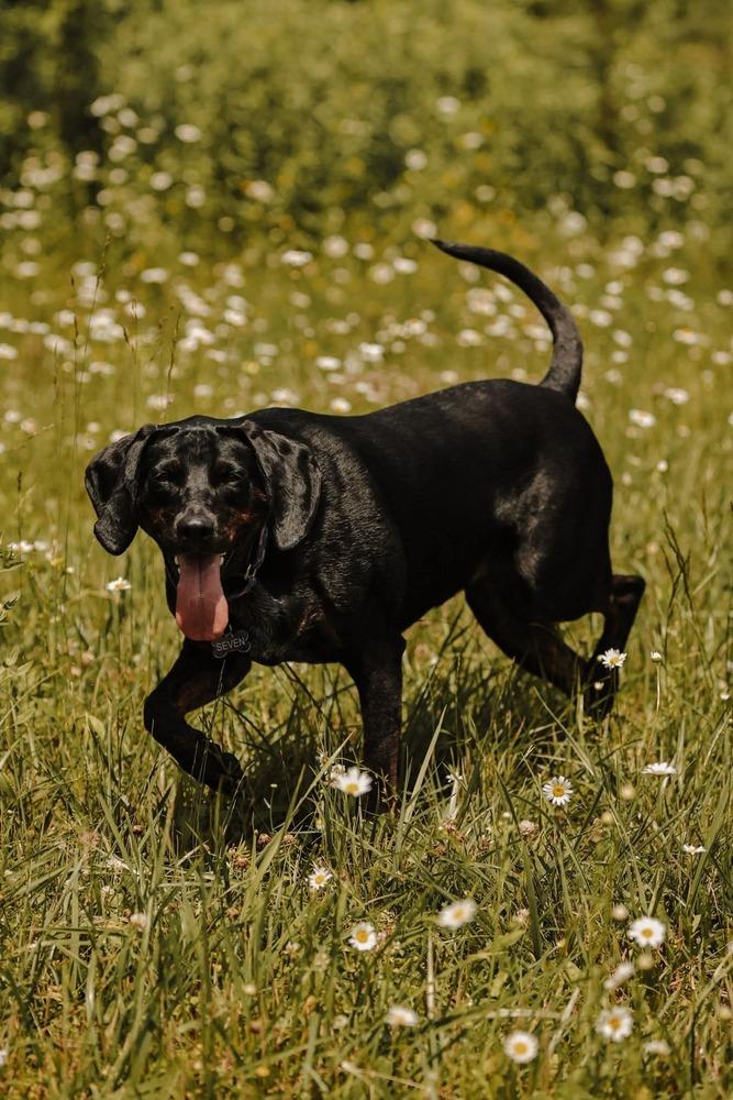 Seven, a Adoptable mixed breed in Wausau, WI image 3/6