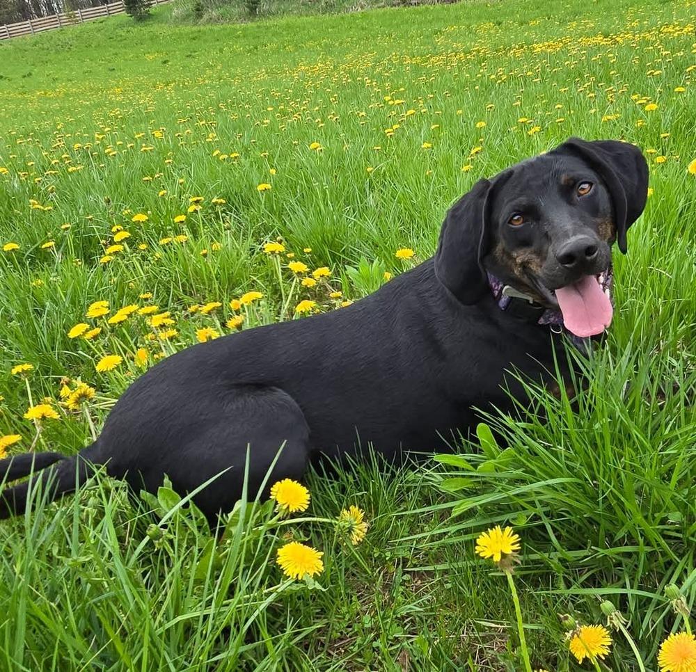 Seven, a Adoptable mixed breed in Wausau, WI image 4/6