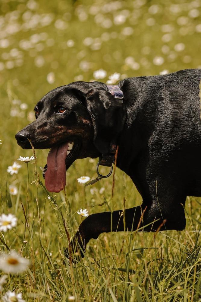 Seven, a Adoptable mixed breed in Wausau, WI image 5/6