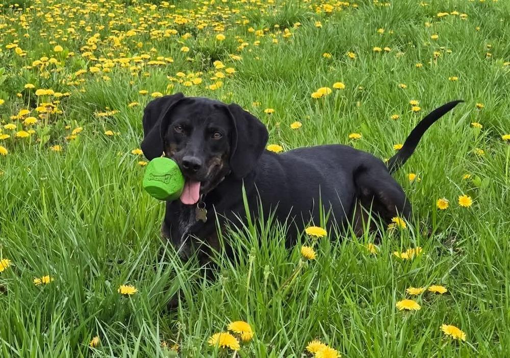 Seven, a Adoptable mixed breed in Wausau, WI image 6/6