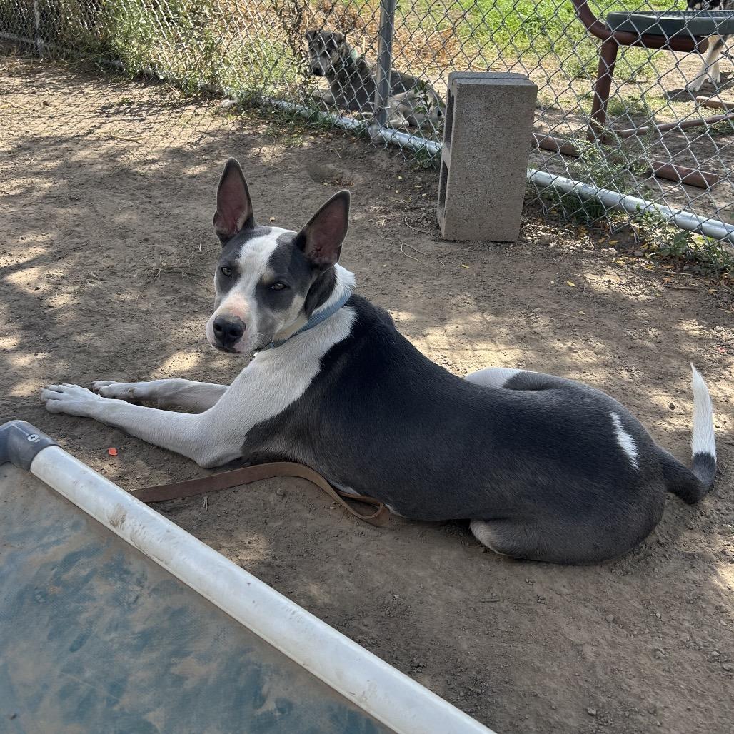 Pete- Needs another dog!, Adoptable, Young Male Pit Bull Terrier & Mixed Breed.