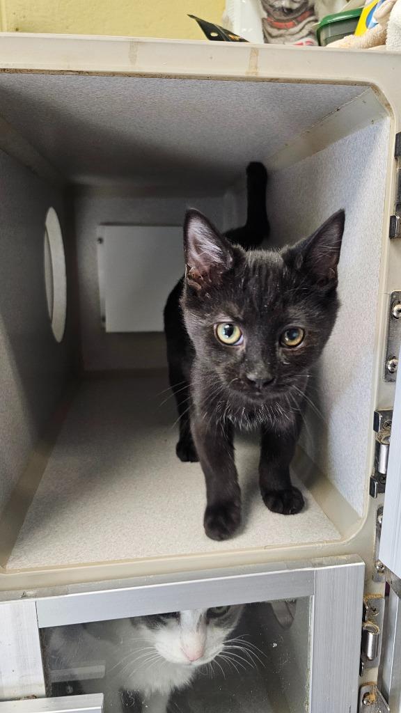 Ronan (NUETERED), Adopted, Kitten Male Domestic Short Hair.