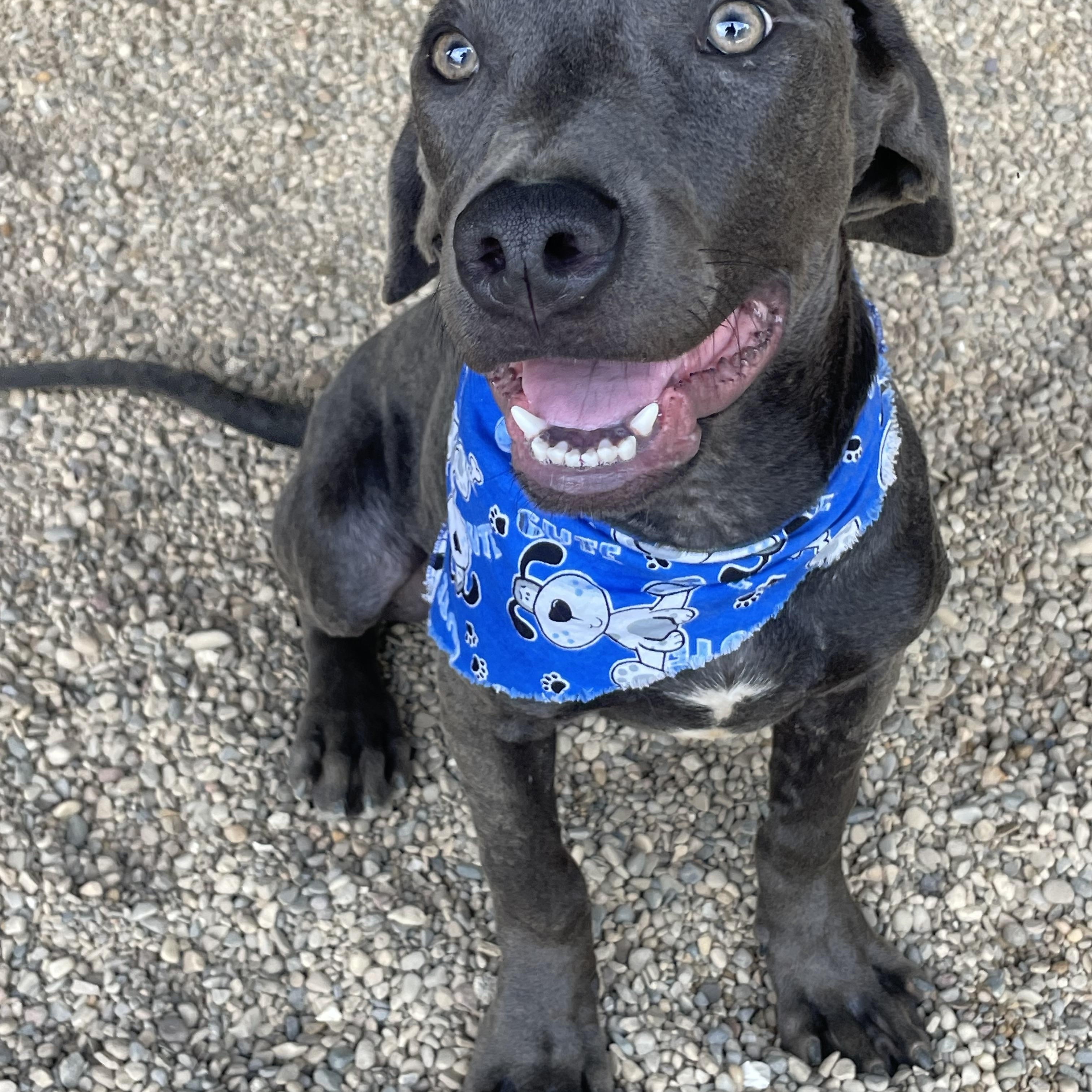 Flash, an adopted mixed breed in Lacon, IL image 6/6