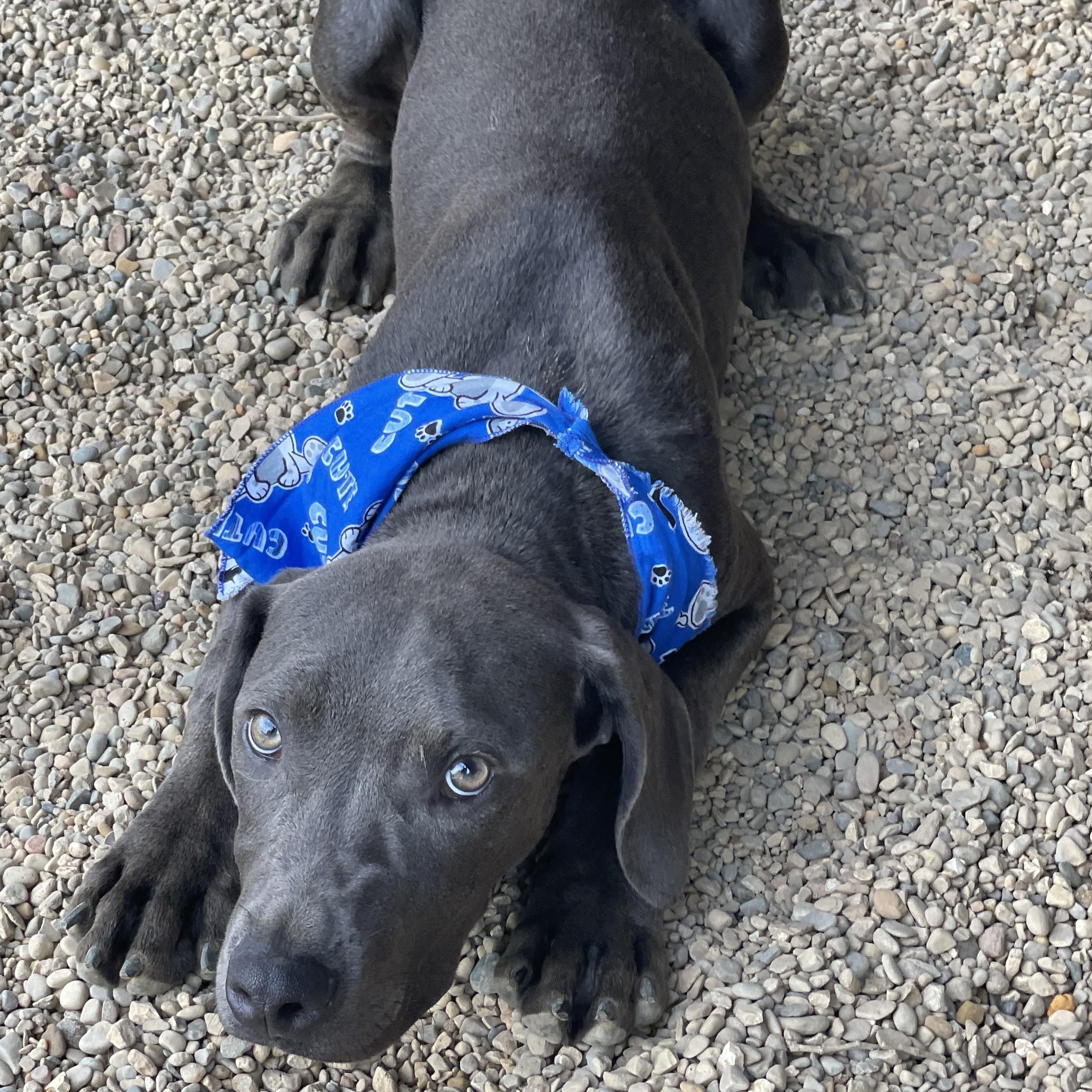 Flash, an adopted mixed breed in Lacon, IL image 4/6