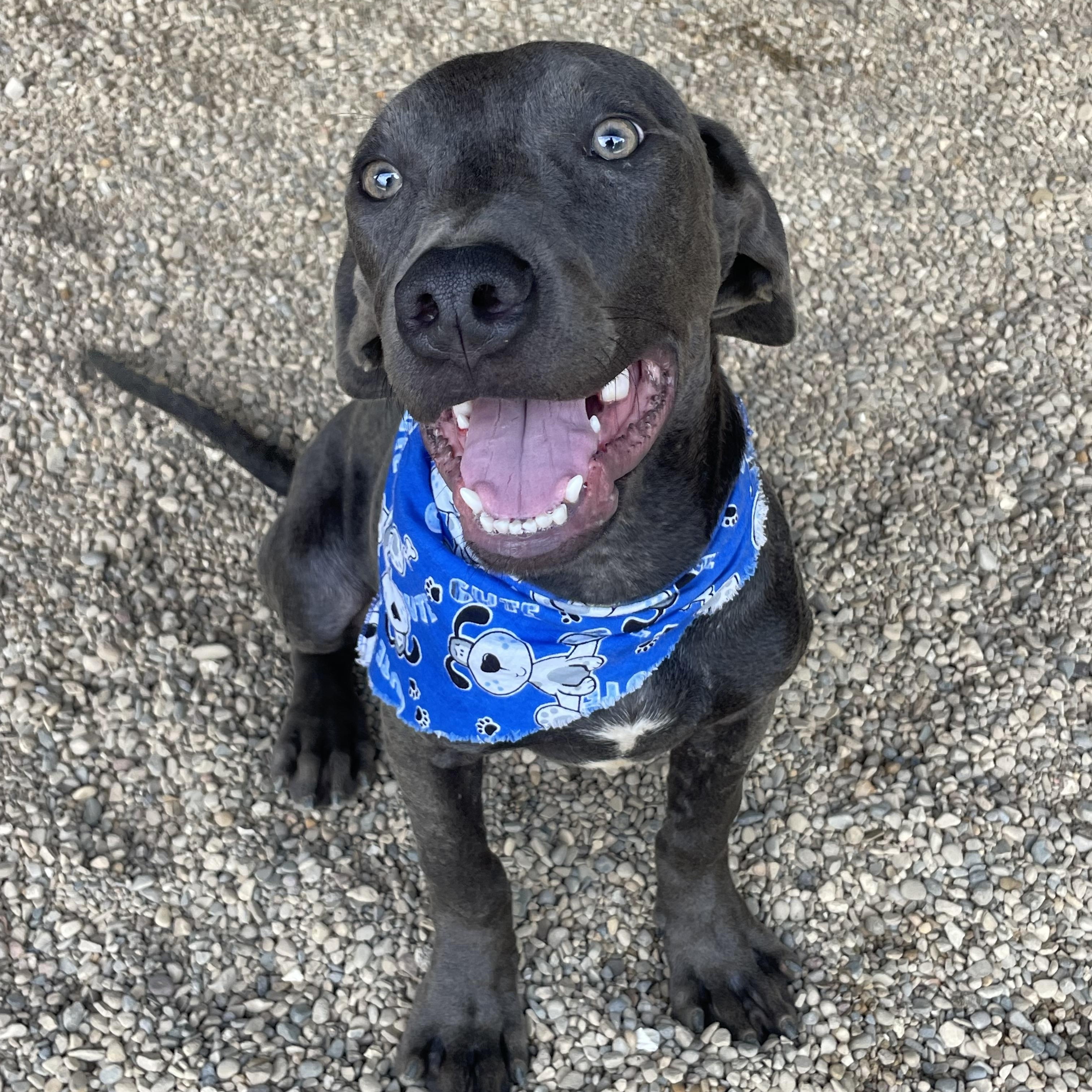 Flash, an adopted mixed breed in Lacon, IL image 1/6