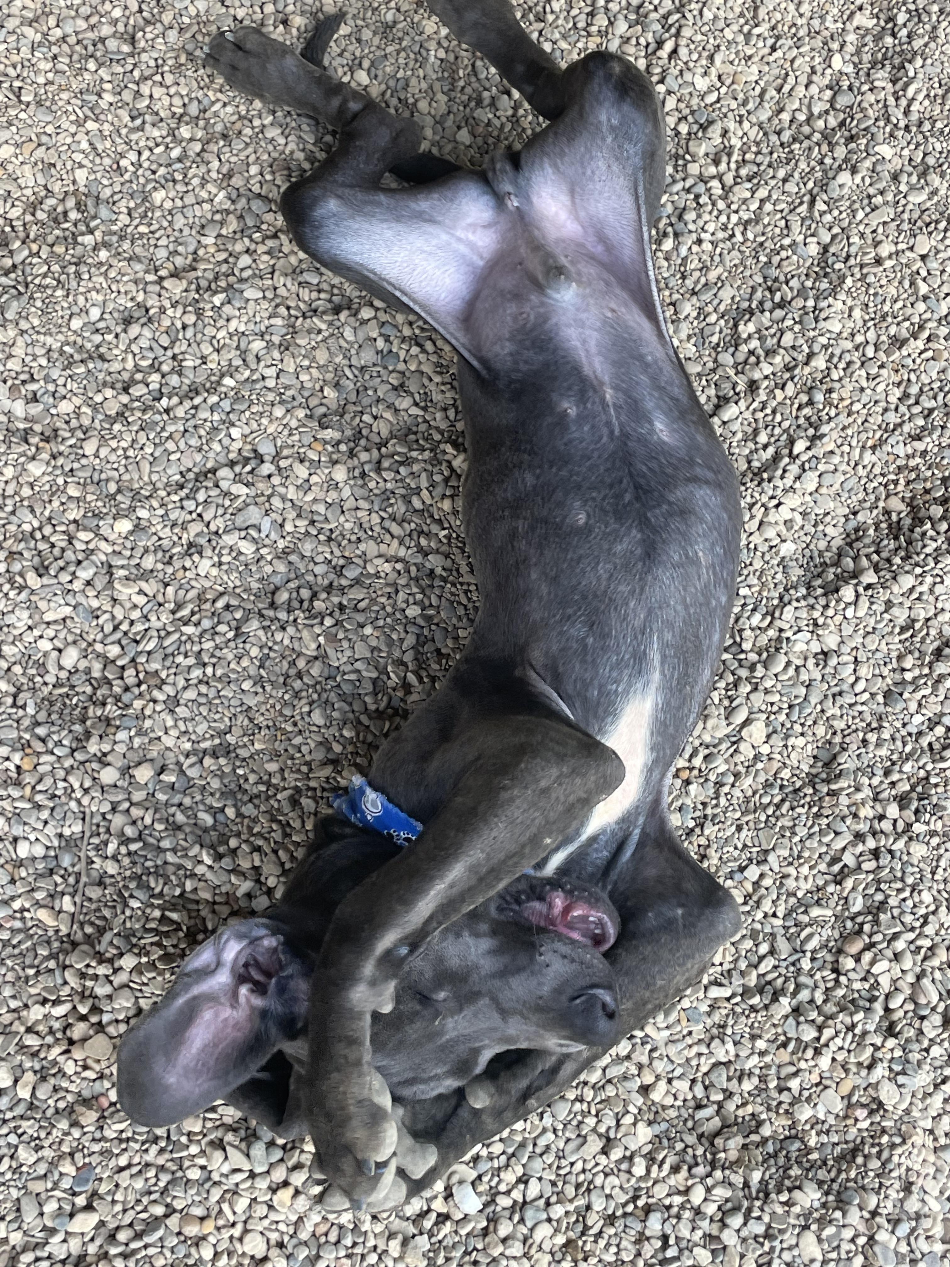 Flash, an adopted mixed breed in Lacon, IL image 5/6