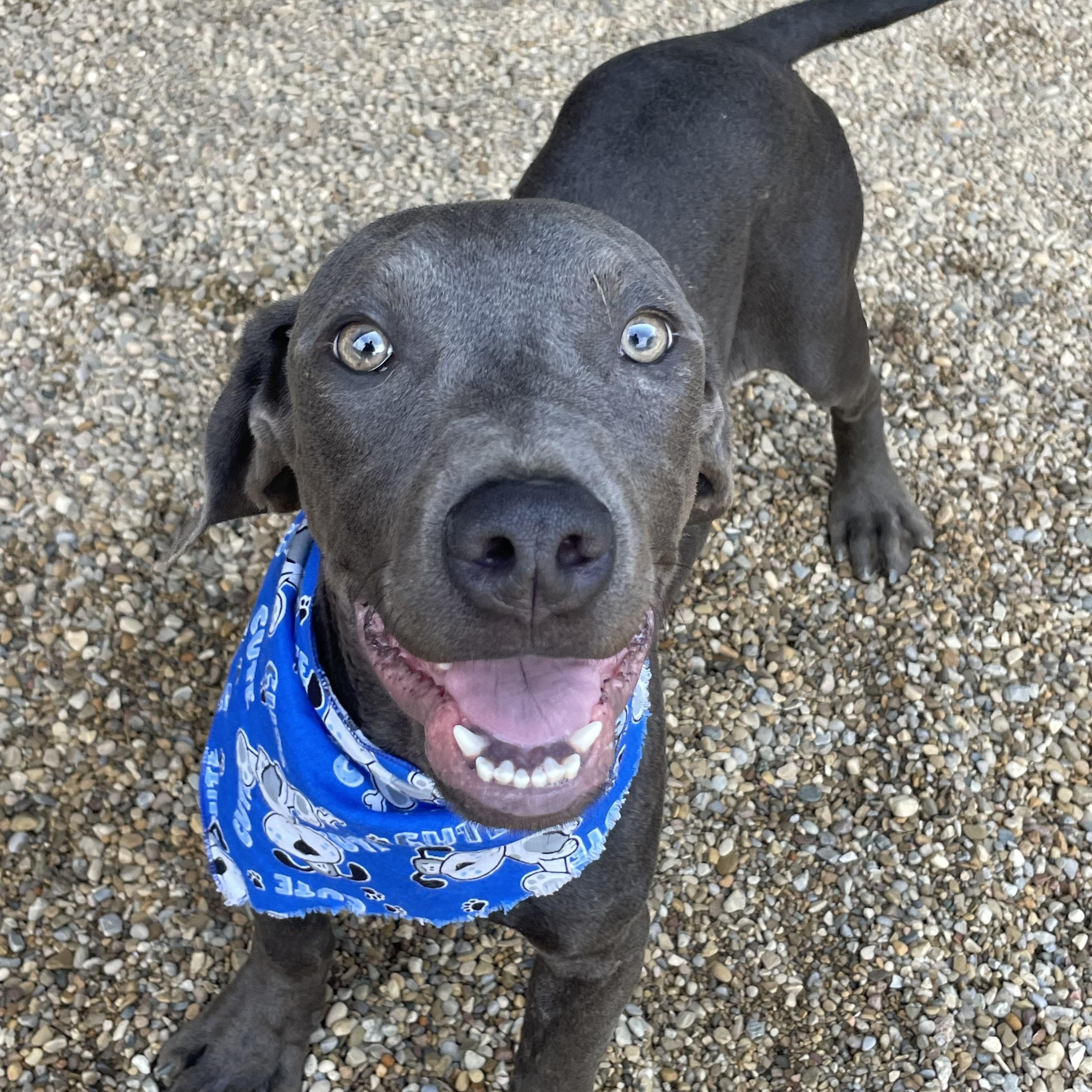 Flash, an adopted mixed breed in Lacon, IL image 3/6