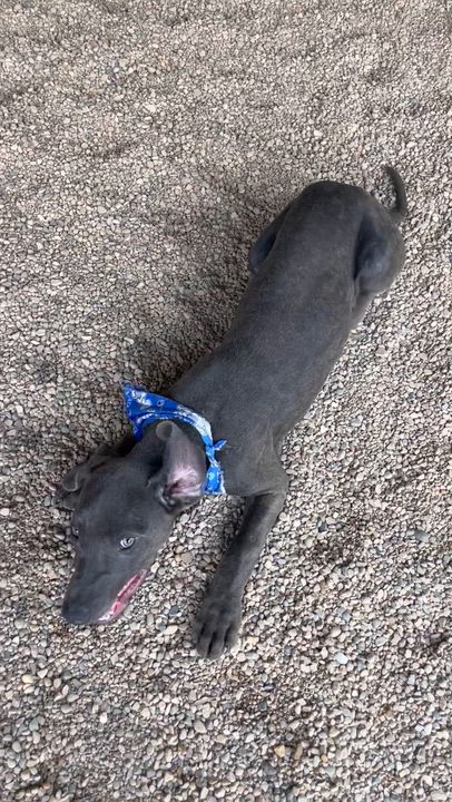 Enlarge Flash, an adopted mixed breed in Lacon, IL video 2/6