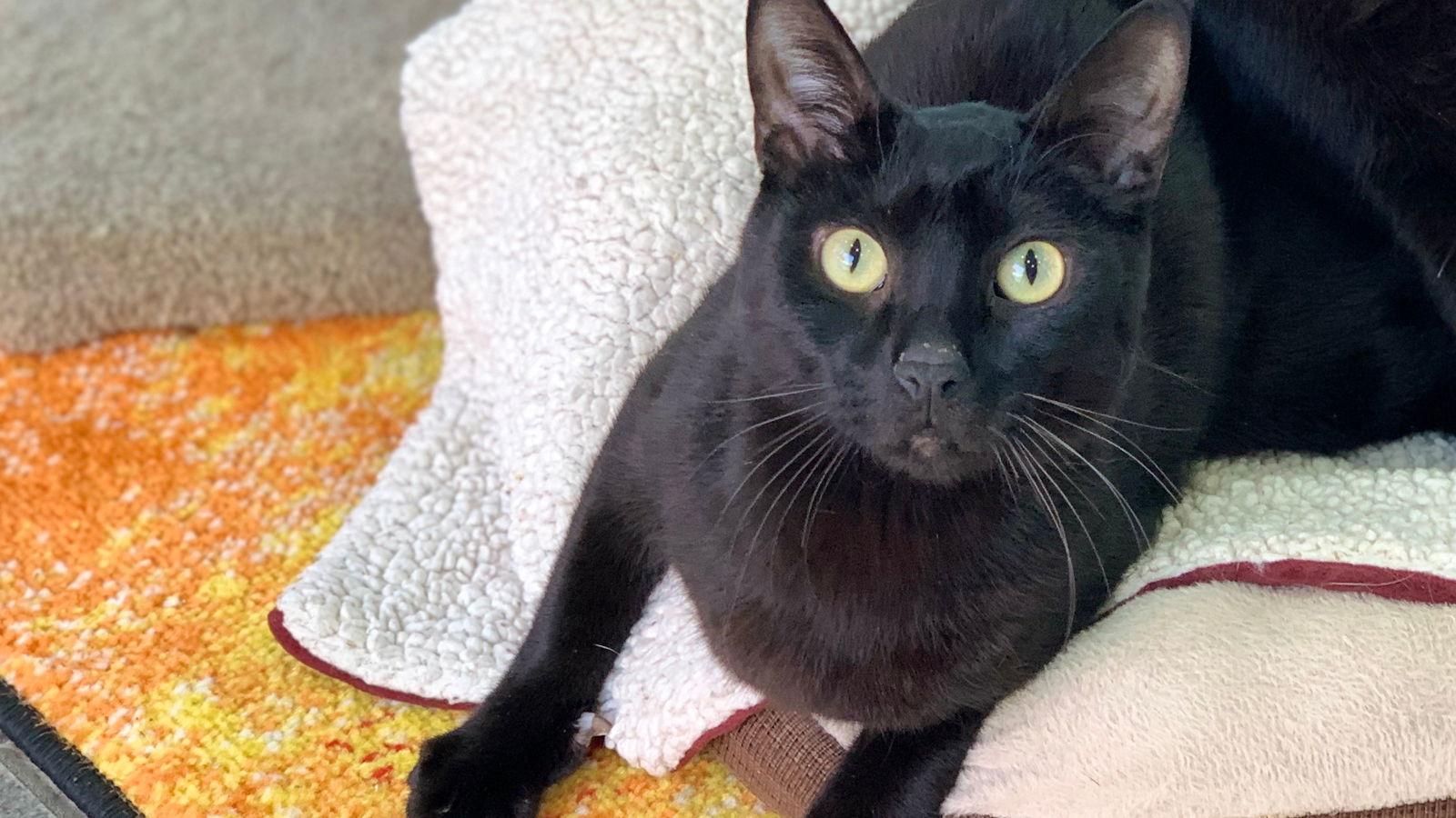 Enlarge Bear, a Adoptable Domestic Short Hair in Santa Rosa, CA image 1/6