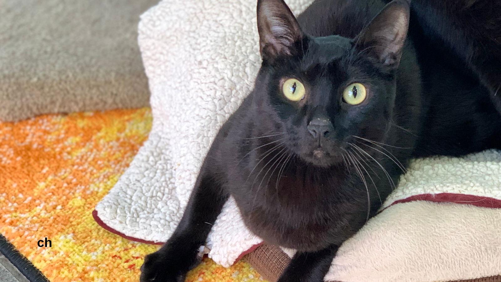 Enlarge Bear, a Adoptable Domestic Short Hair in Santa Rosa, CA image 2/6