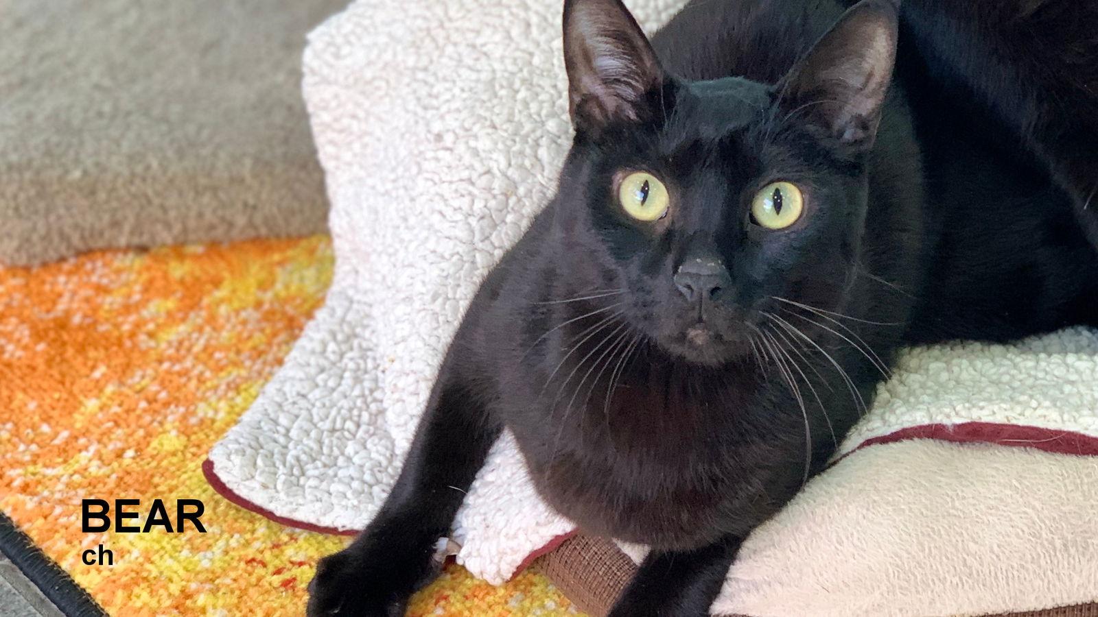 Bear, Adoptable, Adult Male Domestic Short Hair.