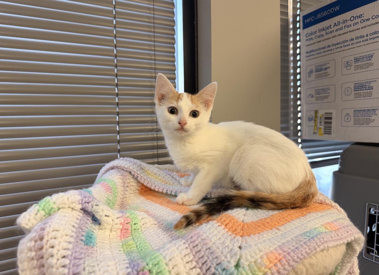 Ruffles, Adopted, Kitten Female Domestic Short Hair.