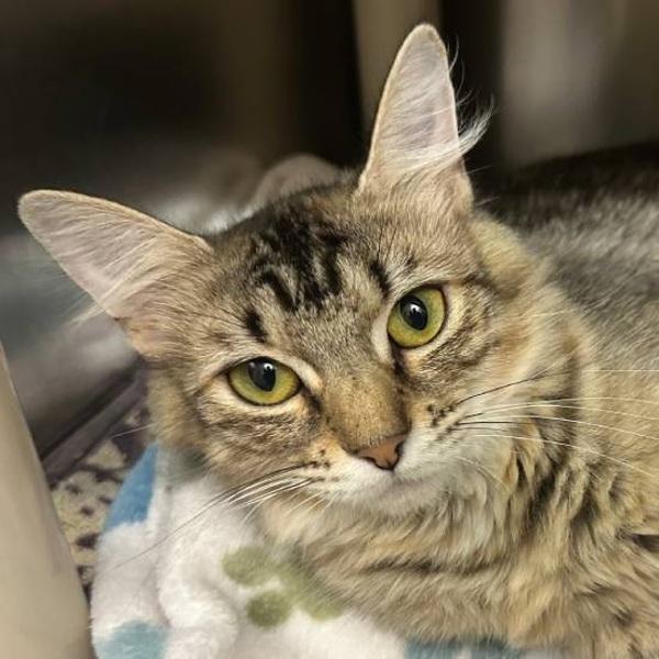 Bakugan, Adoptable, Adult Female Domestic Medium Hair.