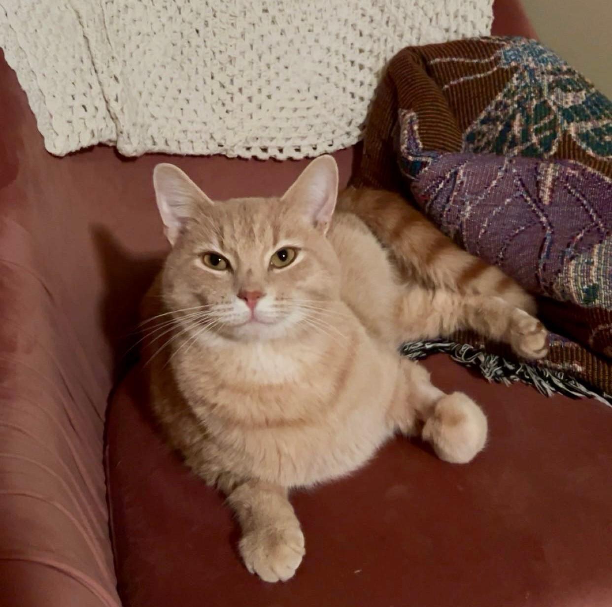 Spiderman - Courtesy Post, Adult Male Domestic Short Hair