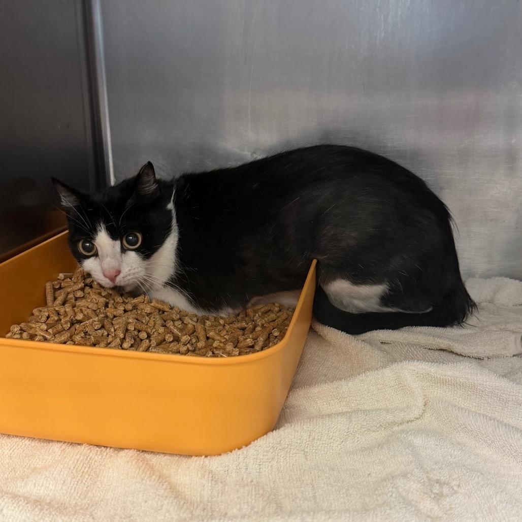 IT, Adoptable, Adult Female Domestic Short Hair.