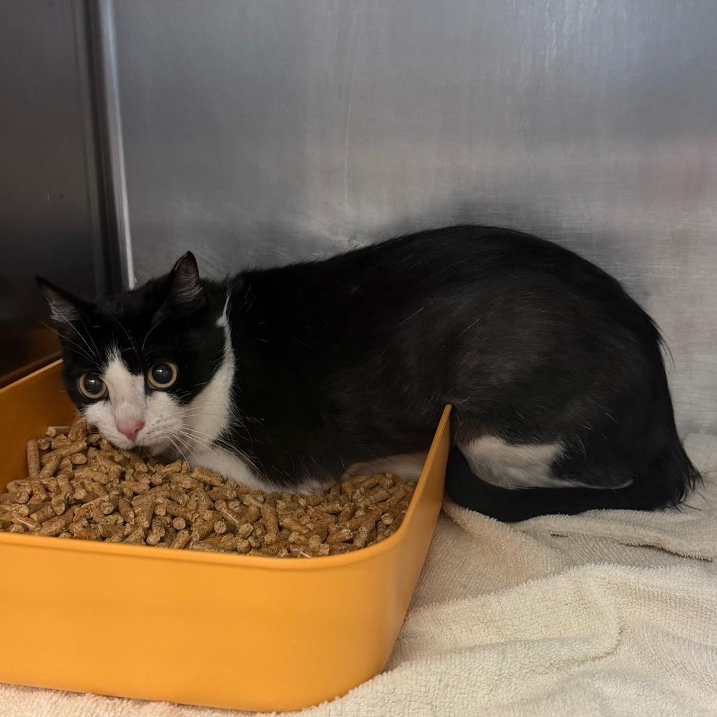 Enlarge IT, a Adoptable Domestic Short Hair in Port Charlotte, FL image 2/3
