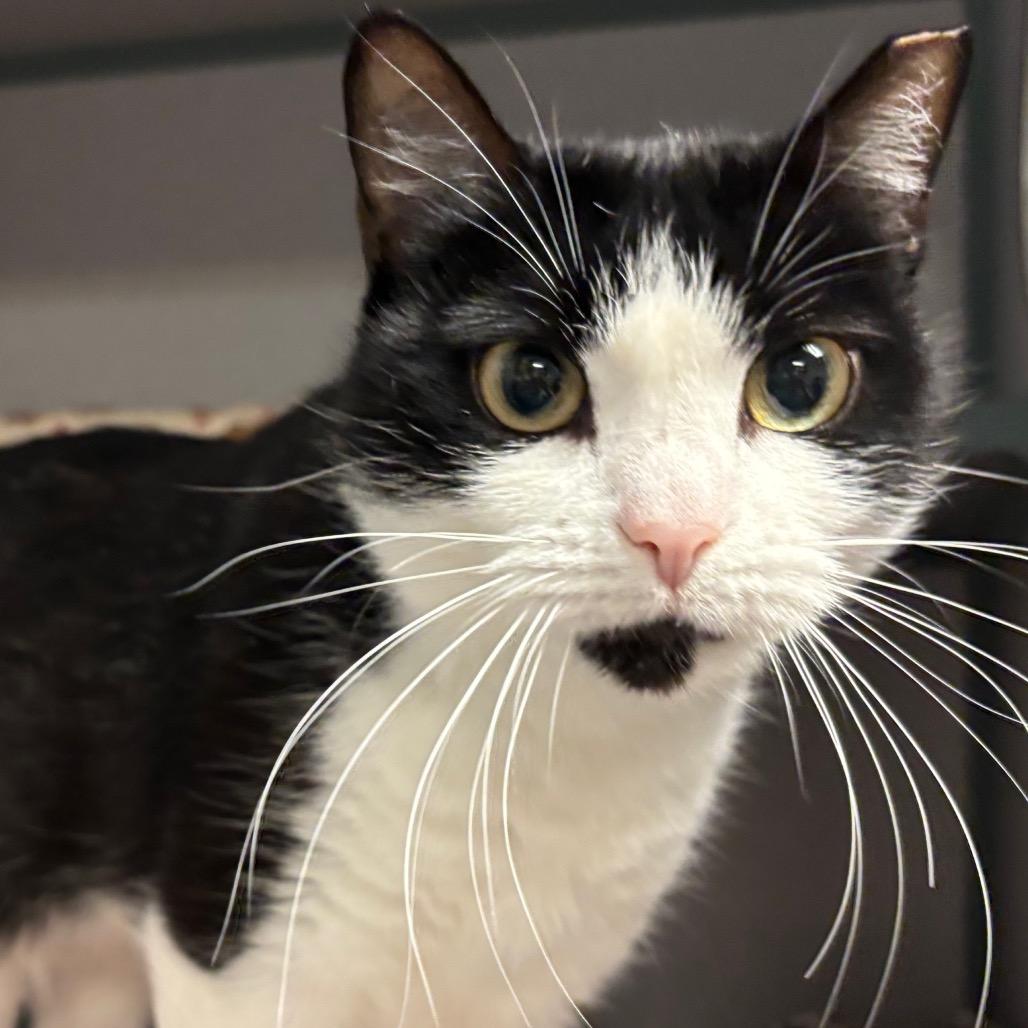 Enlarge IT, a Adoptable Domestic Short Hair in Port Charlotte, FL image 3/3