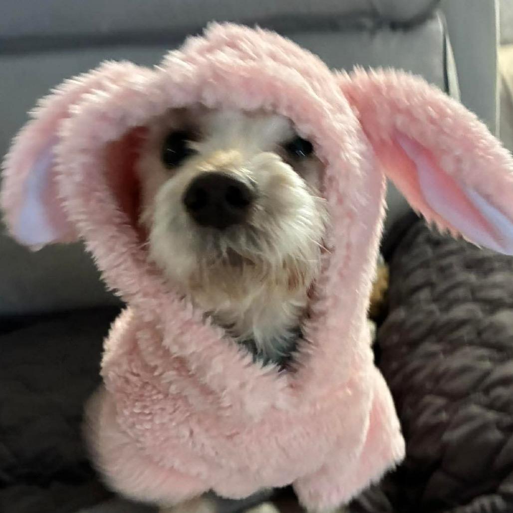 Maxx Rebo, Adoptable, Adult Male Maltese & Poodle.