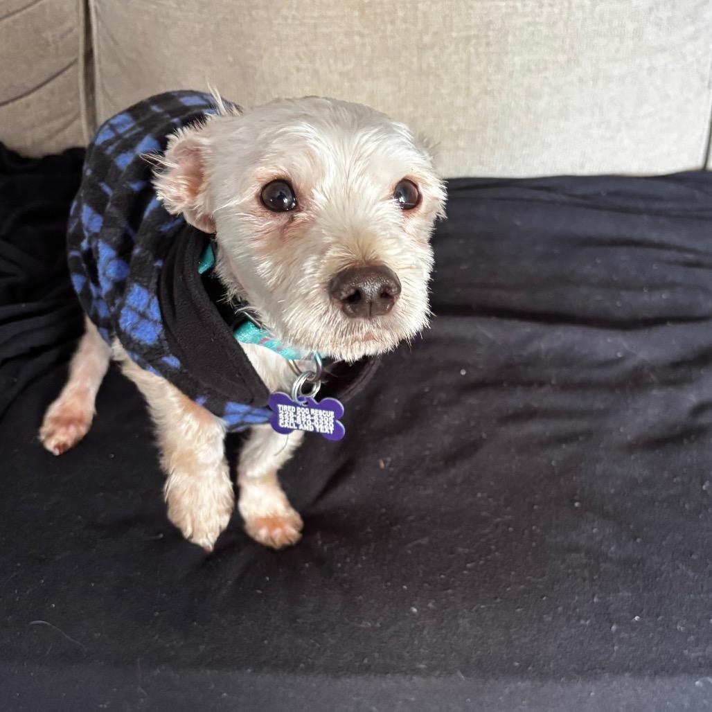 Maxx Rebo, Adoptable, Adult Male Maltese & Poodle.