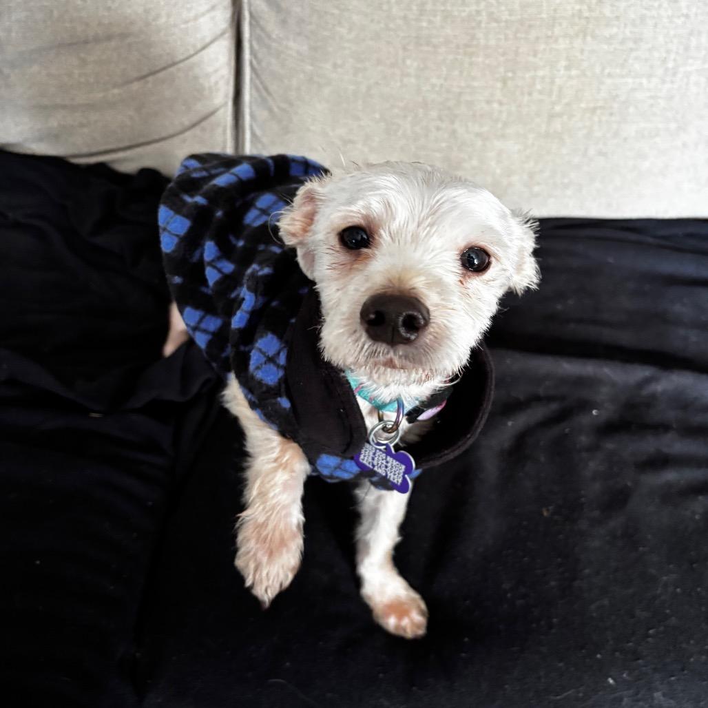 Enlarge Maxx Rebo, a Adoptable mixed breed in Gulfport, MS image 4/6