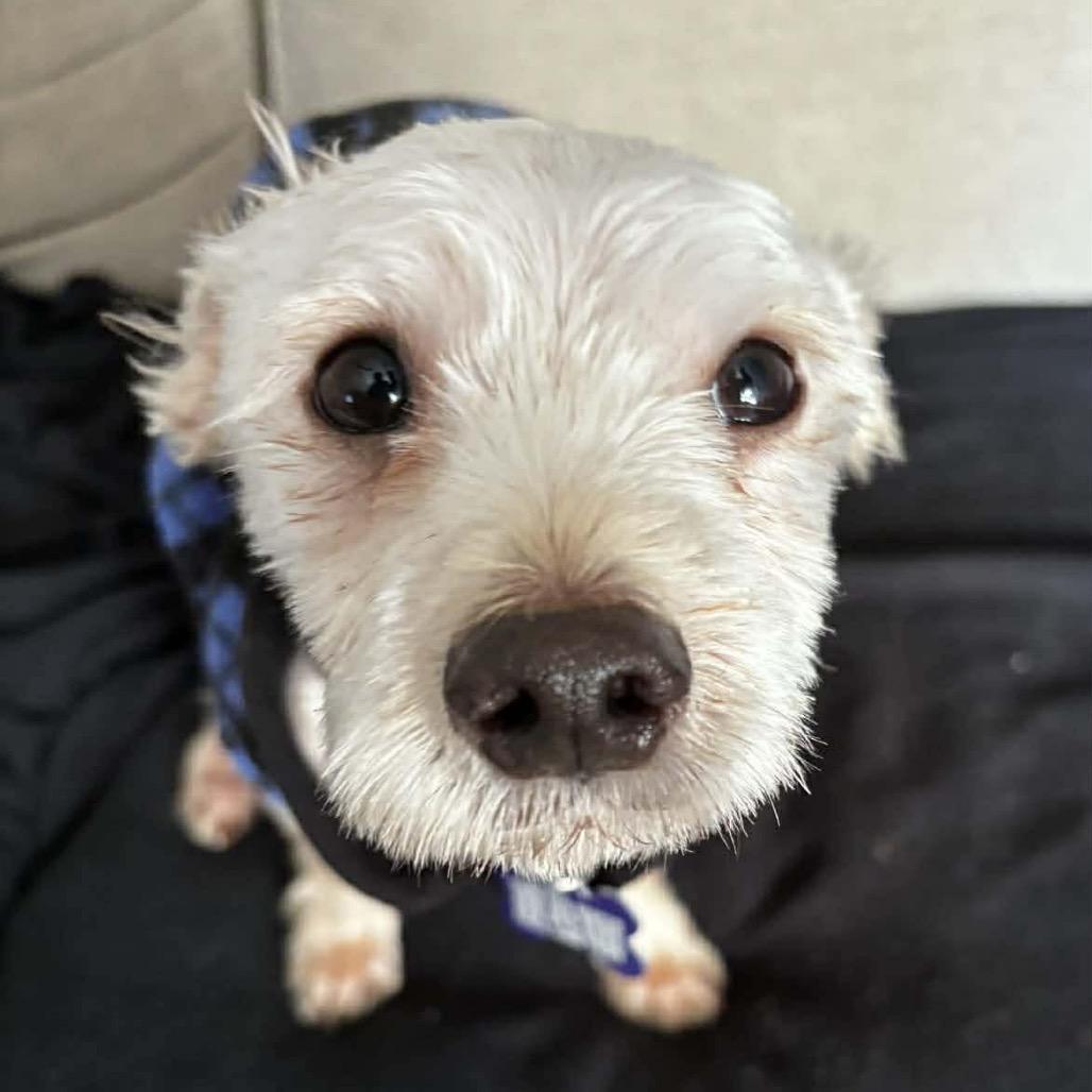 Enlarge Maxx Rebo, a Adoptable mixed breed in Gulfport, MS image 5/6