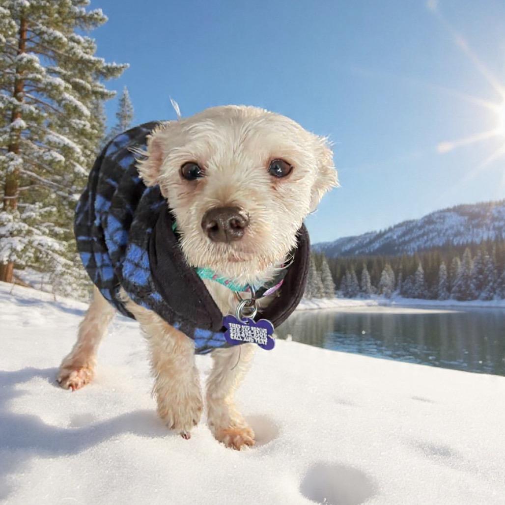 Enlarge Maxx Rebo, a Adoptable mixed breed in Gulfport, MS image 6/6