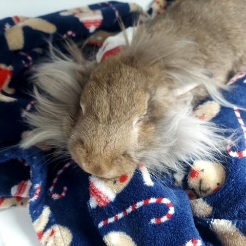 Enlarge Teddy, a Adoptable Lionhead in Salt Lake City, UT image 2/4