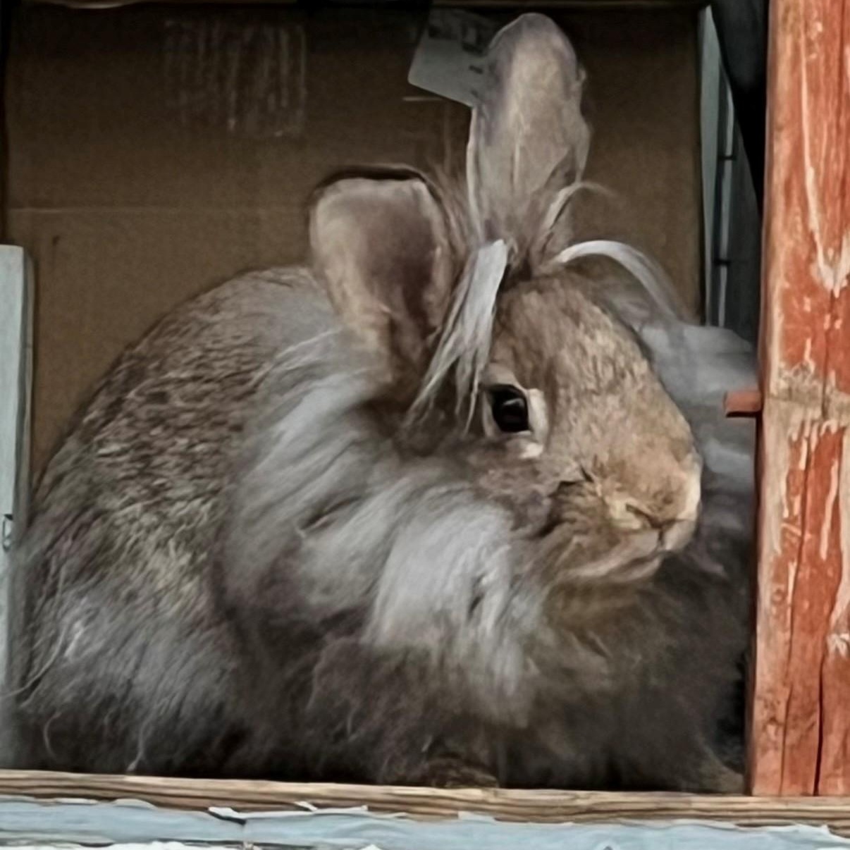 Enlarge Teddy, a Adoptable Lionhead in Salt Lake City, UT image 4/4