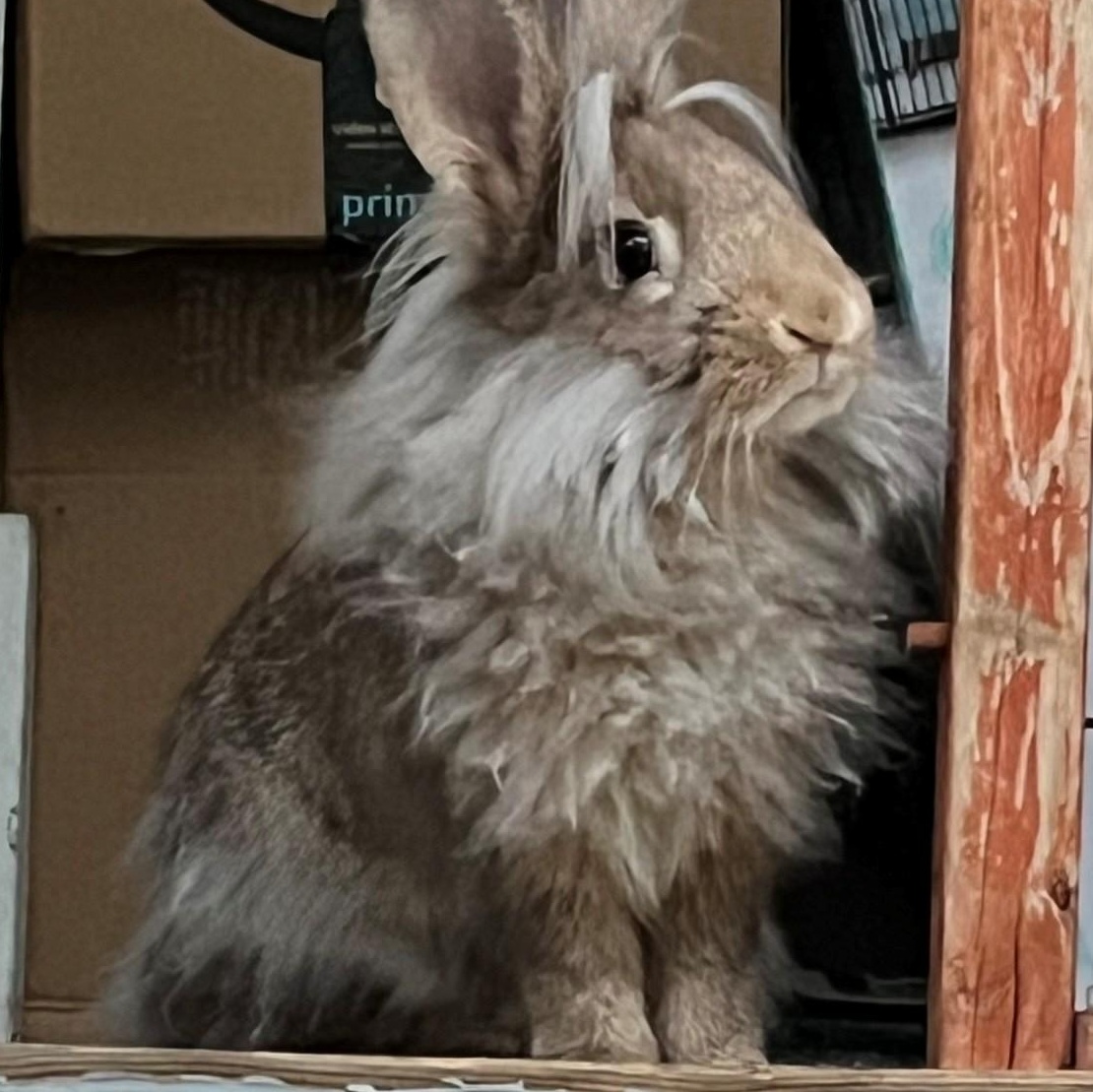 Enlarge Teddy, a Adoptable Lionhead in Salt Lake City, UT image 3/4